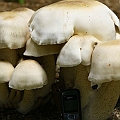 Supersize fungi found in Wooroonooran. Tricholoma sp.